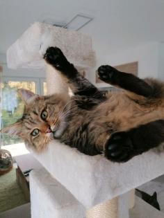 Wir vermissen unsere Katze