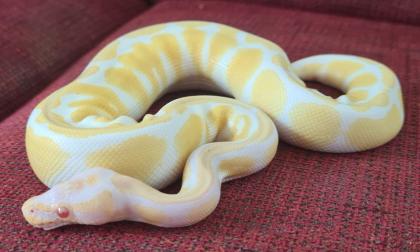 Königspython Albino 0. 1