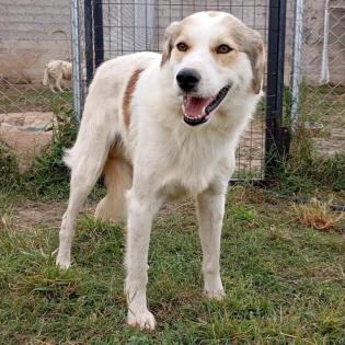 Balu sucht ein Zuhause