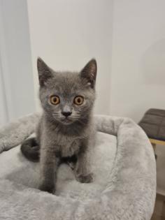 Schöne BKH Kitten grau nur noch 1 Junge frei