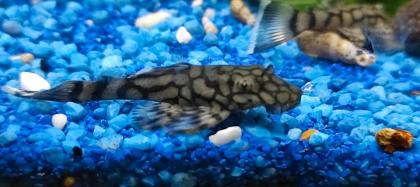 Neon tetra . Panzerwels . Welse. CPO Krebse