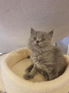 Bkh Kitten