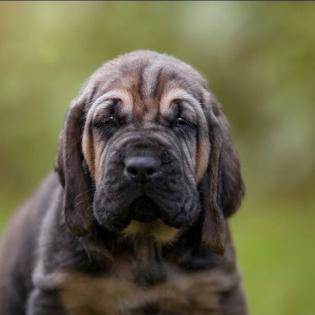 Bloodhound Welpen reinrassig mit Papieren