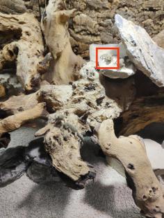 VERKAUF/TAUSCH Skorpionschwanzgecko / Pristurus carteri