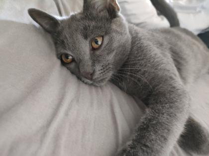Kater, grau 4, 5 Monate