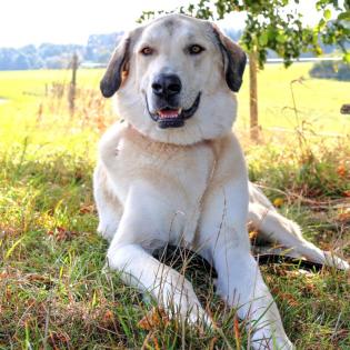Zimtschnecke - weiblich 4 Jahre 78 cm 55 kg Kangal-Mix Gechipt Kastriert