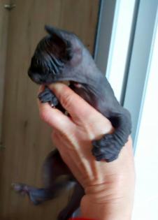 Sphynx Katzen Babys