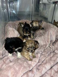 9 Süße Chihuahua Welpen