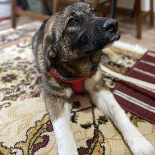 Sandra / Status sucht ein Zuhause