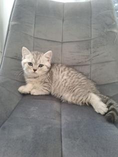Britischkurzhaar Katzen Babys suchen ein Zuhause