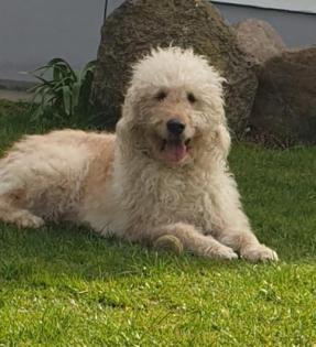 Goldendoodle Wurfankündigung