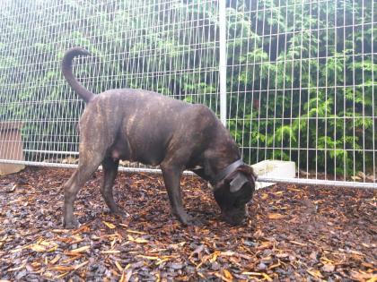 Schweiz-Zürich Gesunde Cane Corso Welpen suchen liebevollen Lebensplatz