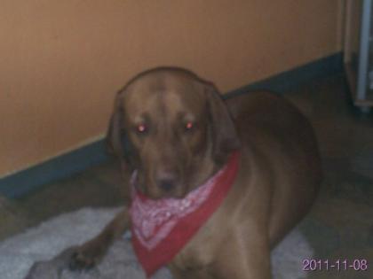 Traumhund sucht neuen Wirkungskreis.