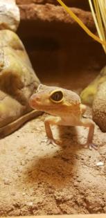 2 Geckos mit Terrarium und Unterschrank