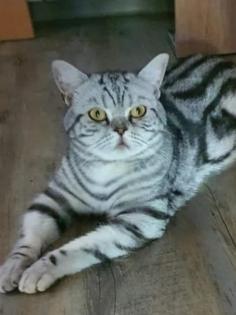 Bkh Kitten 1- weibchen ist frei