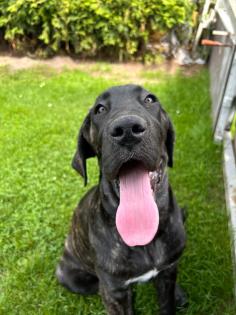 Italienische dogge mit deutscher dogge mix