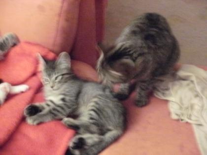 Zwei Katzen Kater Katze grau-getigert - umständerhalber abzugeben - 3/4 Jah