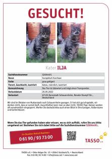 Kater Ilja seit 29. 05. 2022 in Dannstadt-SCHAUERNHEIM vermisst