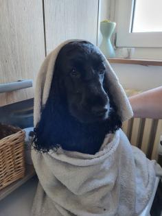Suche Deckrüde English Cocker Spaniel