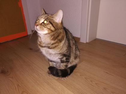 Kuscheliger Verschmuster Kater Sosoke