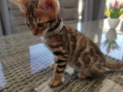 Wunderschöne Kontrastreiche Bengalkitten