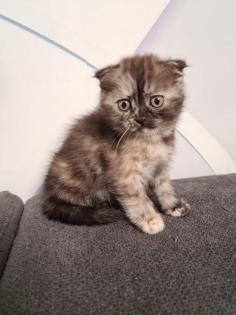 Süße BKH Britische Kurzhaar Katzen baby katzen suchen ein neues Zuhause