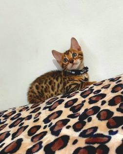 Bengal katze, Baby Katzen