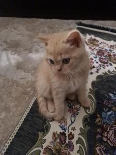 Bkh Kitten noch 2 zu haben