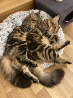 Tom und Mike 2 J. suchen ein neues Zuhause