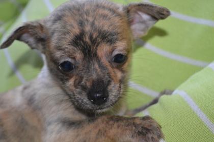 Traumhafte Chihuahua Rüden suchen Kuschelplatz .