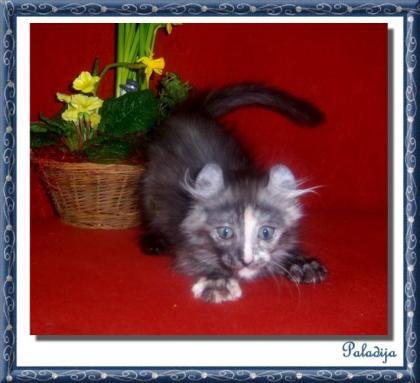 Peter Pan Kitten American Curl