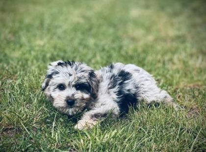 Aussiedoodle Mini Aussie Kleinpudel