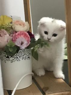 Süße Babykatze sucht neues Zuhause