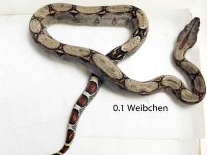 1. 1 Boa Constrictor Imperator Wildtyp DNZ12