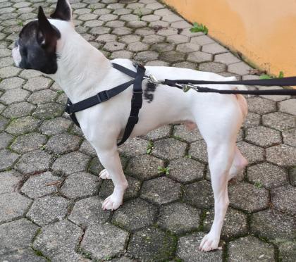 Französische Bulldogge