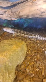 0. 0. 1 Blauzungenskink Tiliqua scincoides