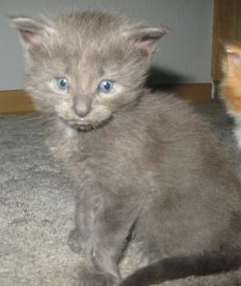 Echte Maine Coon Babys blau, blau-weiß, schwarz, schwarz-weiß, creme Poly