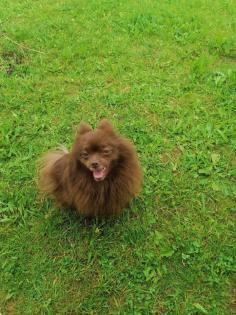 Pomeranien Zwergspitz
