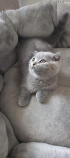 Sehr süsse Katzenbabys