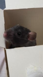 Zwei Ratten Damen suchen Zuhause