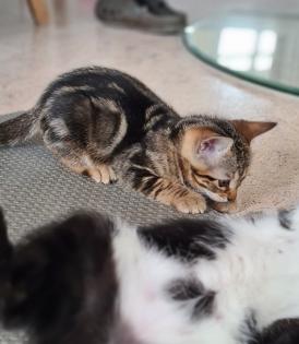 Bengal Kitten mix Baby Katze