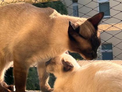 Siam Thai Kater