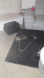 Katze Tinka vermisst