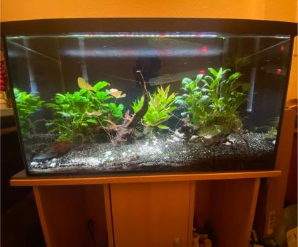 Aquarium ca 100l mit Unterschrank und Zubehör