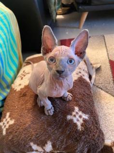 Canadian Sphynx Kitten,