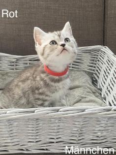 BKH-Silver/Golden Tabby Kitten suchen neues zuhause