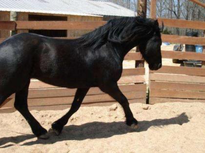 Quarter Horse zum Verkauf