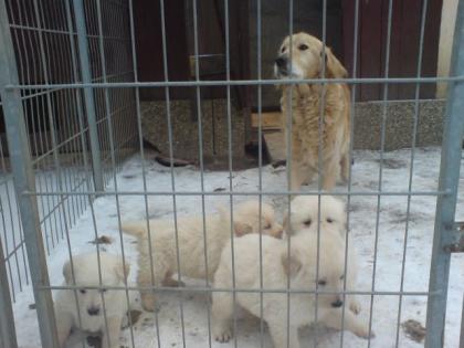 1 Mädchen und 2 Jungs suchen ein neues Zuhause