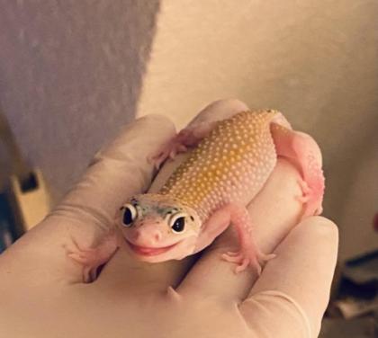 0. 1 Leopardgecko