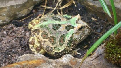 Schmuckhornfrosch Ceratophrys cranwelli